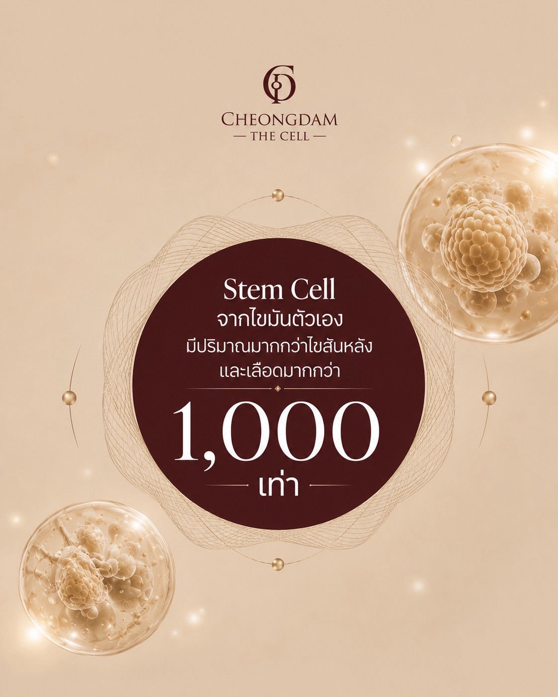 ภาพประกอบสเต็มเซลล์จากไขมันตัวเองที่มีปริมาณมากกว่าไขสันหลังและเลือด